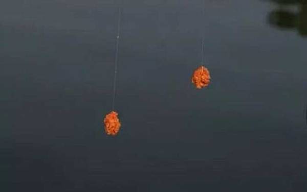 钓鱼用什么味型的饵料?千万别乱用,鱼情不同饵料味型也不同!