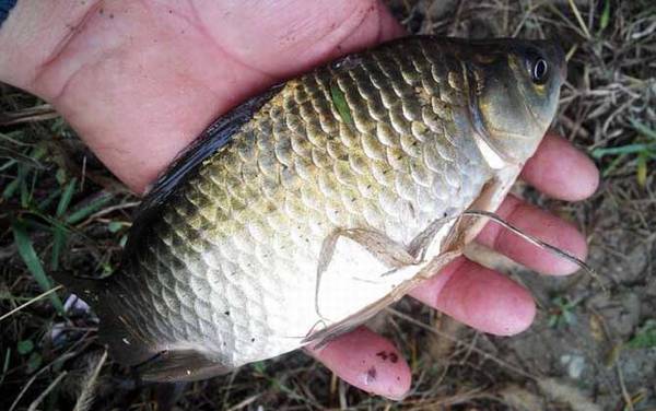 钓鱼高手是怎么炼成的?若能做到这10点,你也能成为钓鱼高手!