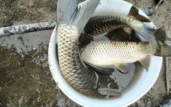 钓鱼高手是怎么炼成的?若能做到这10点,你也能成为钓鱼高手!