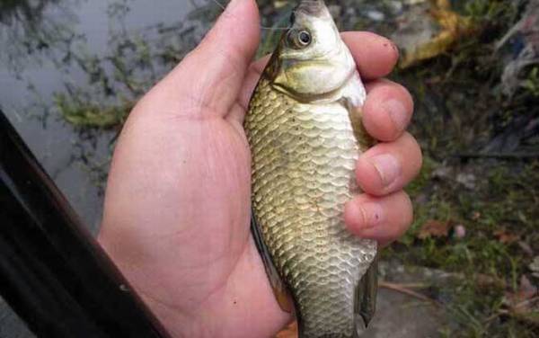 钓鱼高手是怎么炼成的?若能做到这10点,你也能成为钓鱼高手!