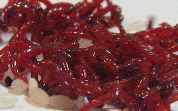 用红虫钓鱼怎么调漂?建议以钓底为主,可调水平钓1到4目!