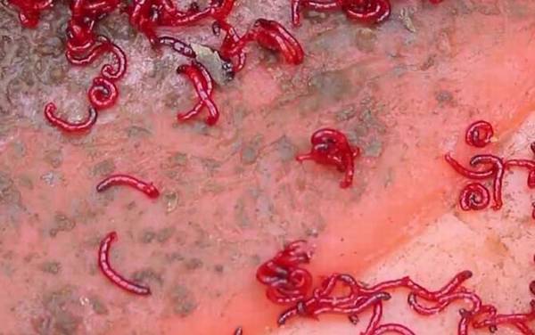 用红虫钓鱼怎么调漂?建议以钓底为主,可调水平钓1到4目!