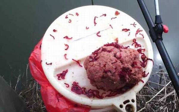 红虫拉饵怎么开饵?实际上很简单,但要准备好“红虫伴侣”!