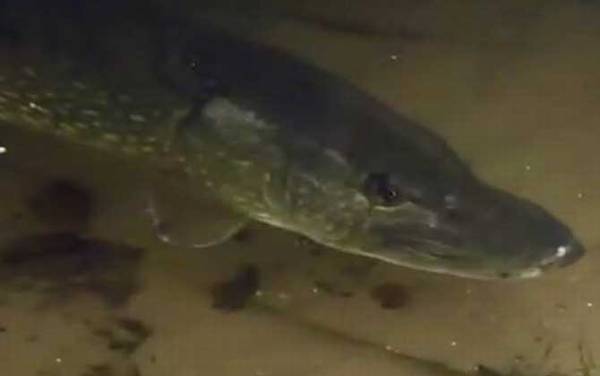 狗鱼_怎么钓_用什么饵_路亚技巧