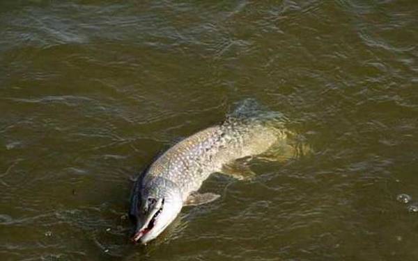 狗鱼_怎么钓_用什么饵_路亚技巧