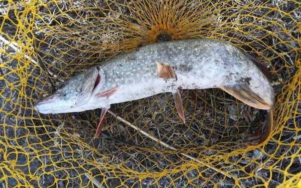 狗鱼_怎么钓_用什么饵_路亚技巧