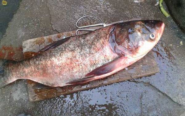 鳙鱼(花鲢)_怎么钓_饵料配方_钓法技巧