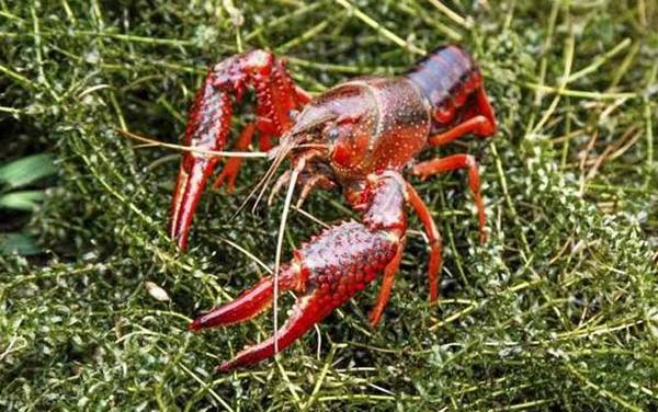 小龙虾_和龙虾的区别_吃什么食物_怎样钓小龙虾