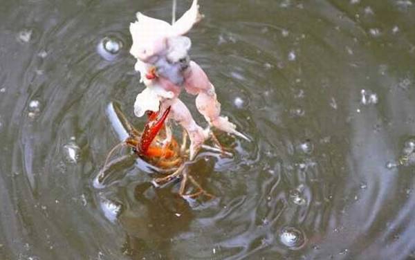 小龙虾_和龙虾的区别_吃什么食物_怎样钓小龙虾