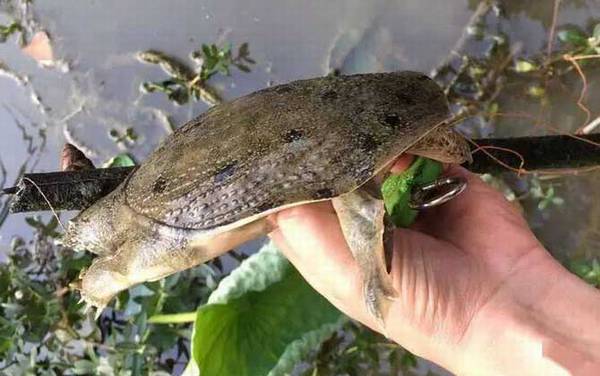 甲鱼_吃什么食物_钓甲鱼口诀_用什么钓最快