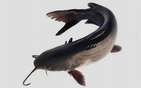 长吻鮠(鮰鱼)_吃什么食物_用什么饵料_怎么钓最快