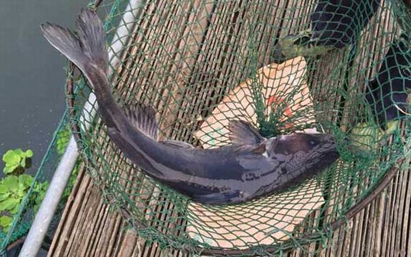 长吻鮠(鮰鱼)_吃什么食物_用什么饵料_怎么钓最快