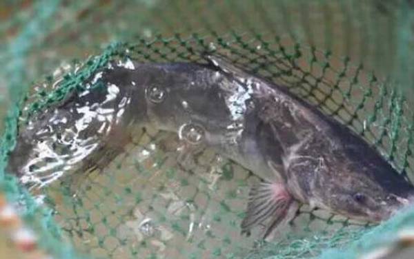 长吻鮠(鮰鱼)_吃什么食物_用什么饵料_怎么钓最快