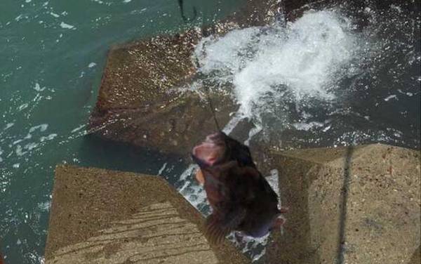 矶钓_浮游矶钓_入门技巧_线组搭配