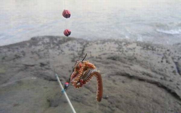 矶钓_浮游矶钓_入门技巧_线组搭配