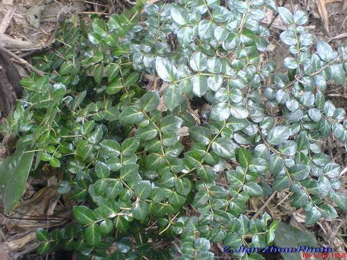 南方-肉质类-花卉-图片 南方-肉质类-花卉-图片