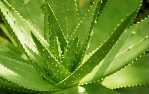 南方-肉质类-花卉-图片 南方-肉质类-花卉-图片