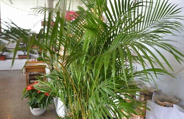 夏威夷椰子的浇水方法