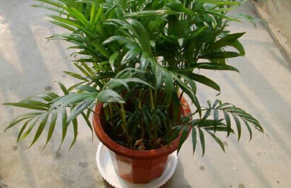 夏威夷椰子的浇水方法