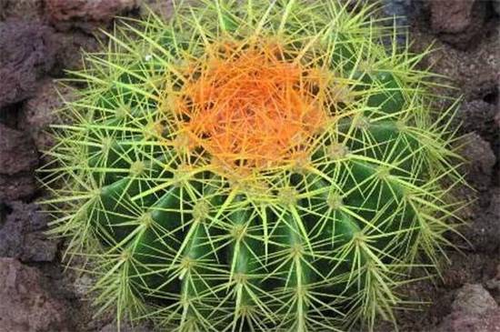 金虎仙人球变黄怎么办 原因和补救方法分享