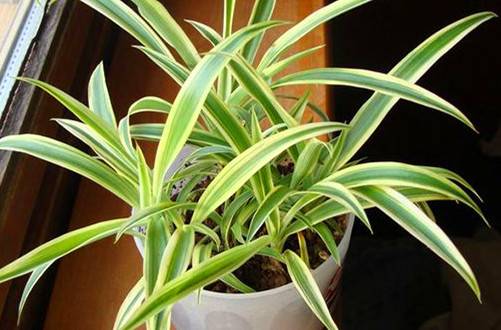 1484320342755595.jpg 养吊兰有什么好处?吊兰的家居风水应用