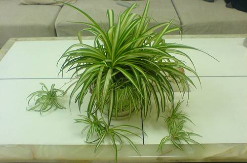 1464231284883399.jpg 养吊兰有什么好处?吊兰的家居风水应用