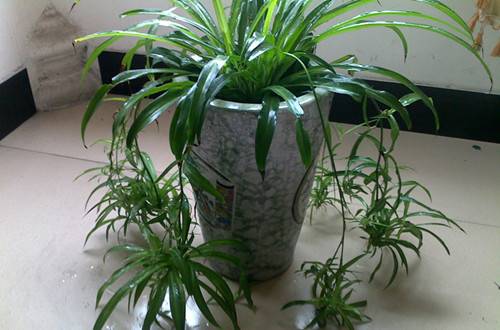 1464231296116469.jpg 养吊兰有什么好处?吊兰的家居风水应用