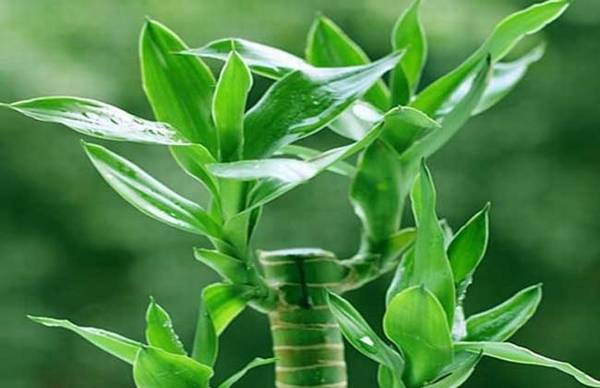 富贵竹可以放卧室养吗?有什么好处