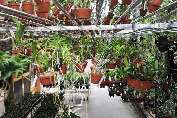 DSC_5560.JPG 欣赏大神的养兰院子,场面壮观!