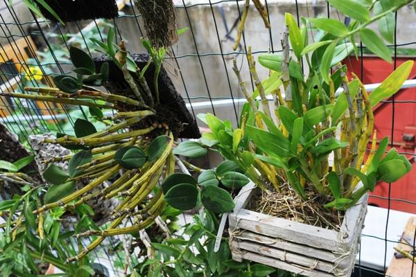 欣赏大神的养兰院子,场面壮观!