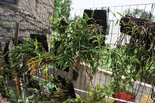 欣赏大神的养兰院子,场面壮观!