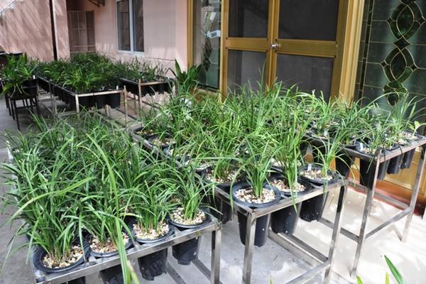 欣赏大神的养兰院子,场面壮观!