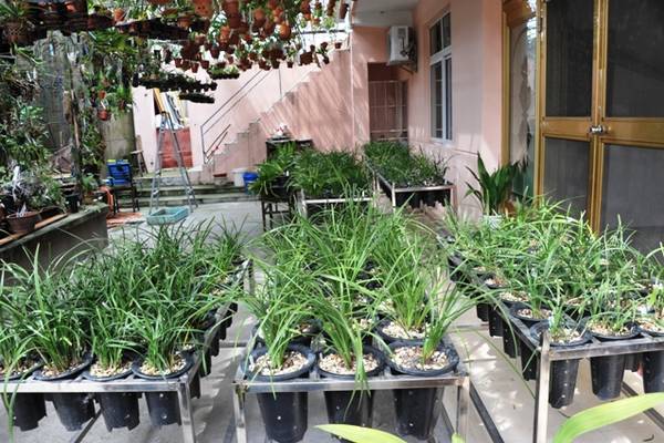 欣赏大神的养兰院子,场面壮观!