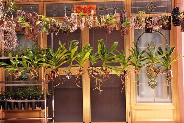 欣赏大神的养兰院子,场面壮观!