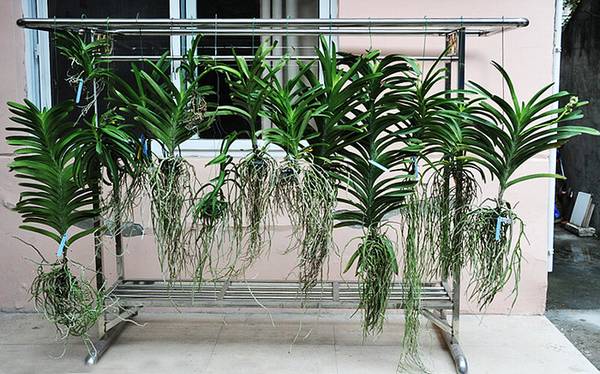 欣赏大神的养兰院子,场面壮观!