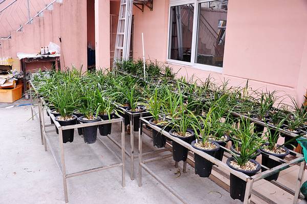 欣赏大神的养兰院子,场面壮观!