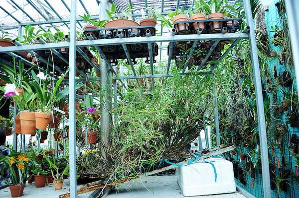 欣赏大神的养兰院子,场面壮观!