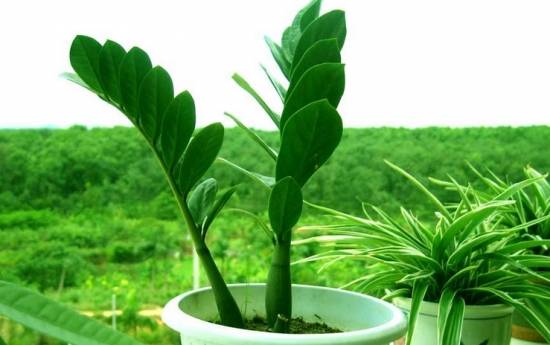 金钱树 十二生肖属相最相配的植物 看看你的生肖适合养什么植物