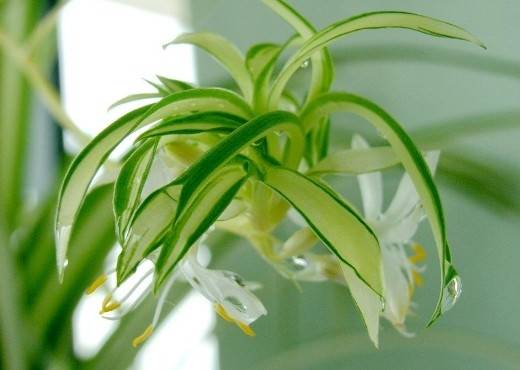 金心吊兰 十二生肖属相最相配的植物 看看你的生肖适合养什么植物