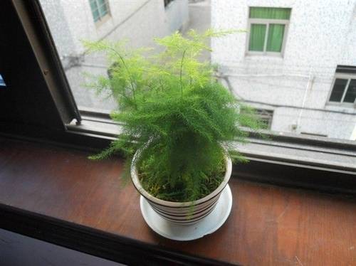 文竹 十二生肖属相最相配的植物 看看你的生肖适合养什么植物