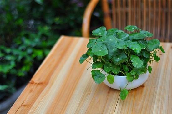 铜钱草 十二生肖属相最相配的植物 看看你的生肖适合养什么植物