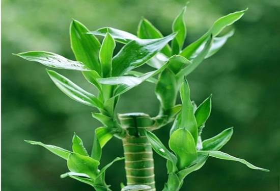 富贵竹 十二生肖属相最相配的植物 看看你的生肖适合养什么植物