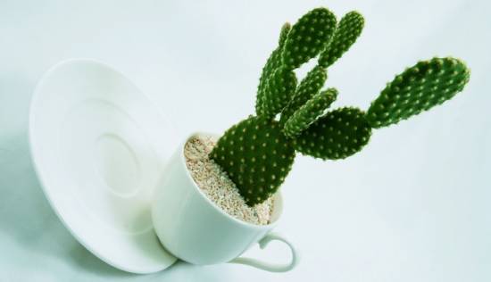 仙人掌 十二生肖属相最相配的植物 看看你的生肖适合养什么植物