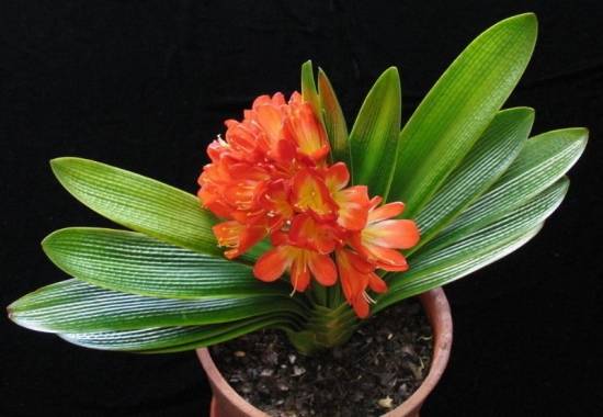 君子兰 十二生肖属相最相配的植物 看看你的生肖适合养什么植物