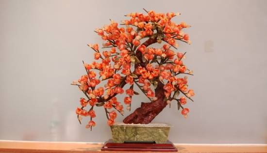 发财树 十二生肖属相最相配的植物 看看你的生肖适合养什么植物