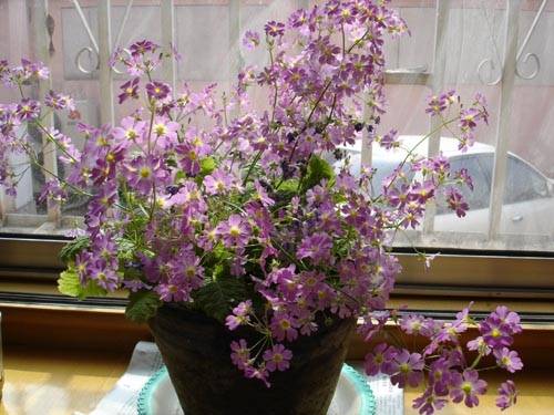 一抹香 十二生肖属相最相配的植物 看看你的生肖适合养什么植物