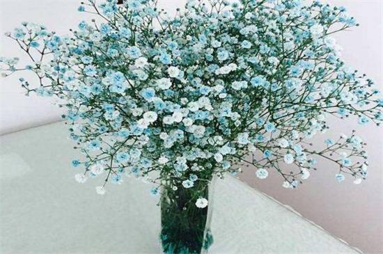 满天星放在水里能开多久?满天星保鲜养护技巧