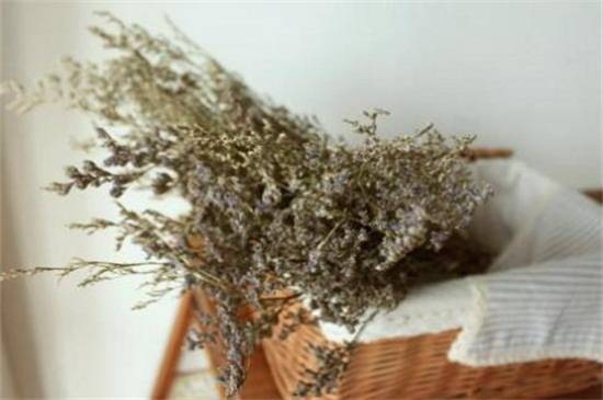 情人草快速养成干花的保存方法