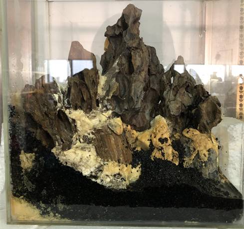 1571744298902419.jpg 雨林缸造景方法和种植技巧