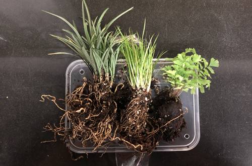 1571744328372095.jpg 雨林缸造景方法和种植技巧